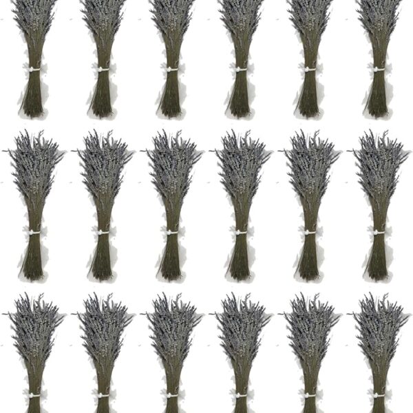 3000 Stems Dried Lavender Bundle - 23” Extra Long for Decor & Bouquets