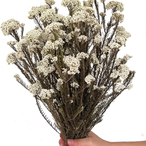 17" Dried Millet Flower Bouquet - White, 22-25 Stems for Decor