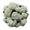 Fresh White Hydrangeas - 10 Stems Farm-Direct by Flores Del Este, Includes Flower Food - Image 3