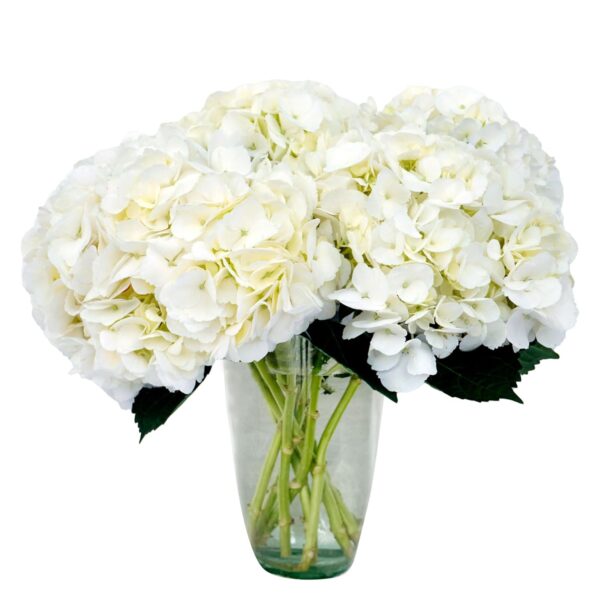 Fresh White Hydrangeas - 10 Stems Farm-Direct by Flores Del Este, Includes Flower Food
